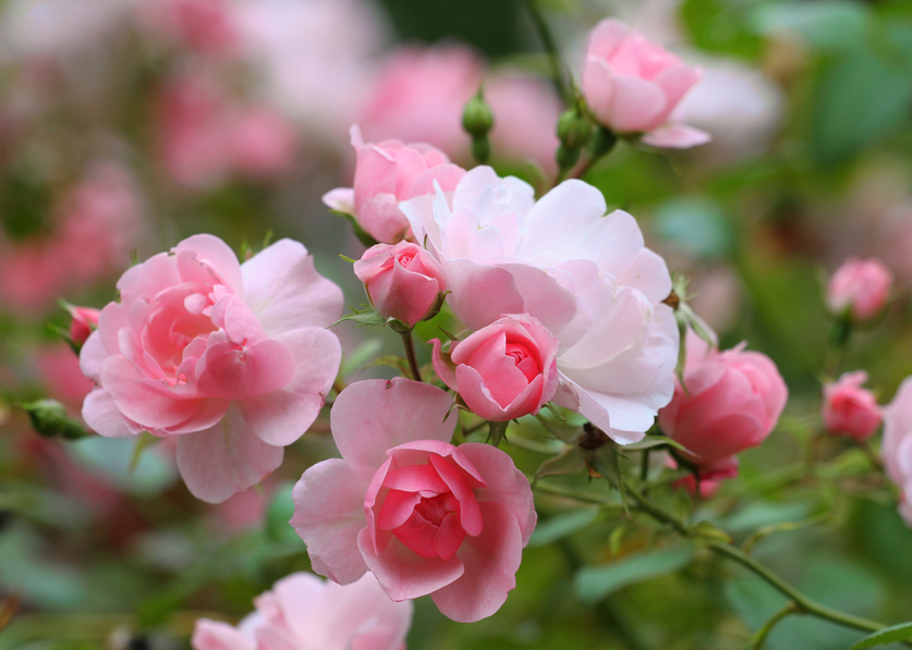 Roses, From A to Z | Dr. Bruce Gillett